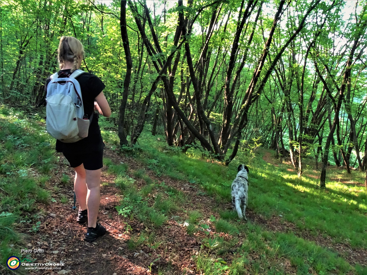 18 Nel bosco di prevalenti carpini neri.JPG